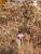 Flower and sere gras by Tim Hgele